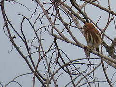 Pacific Pygmy Owl