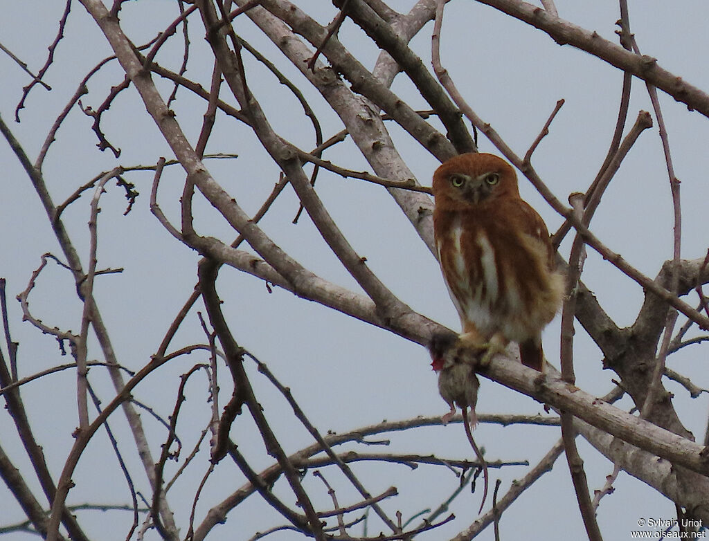 Pacific Pygmy Owladult