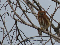 Pacific Pygmy Owl