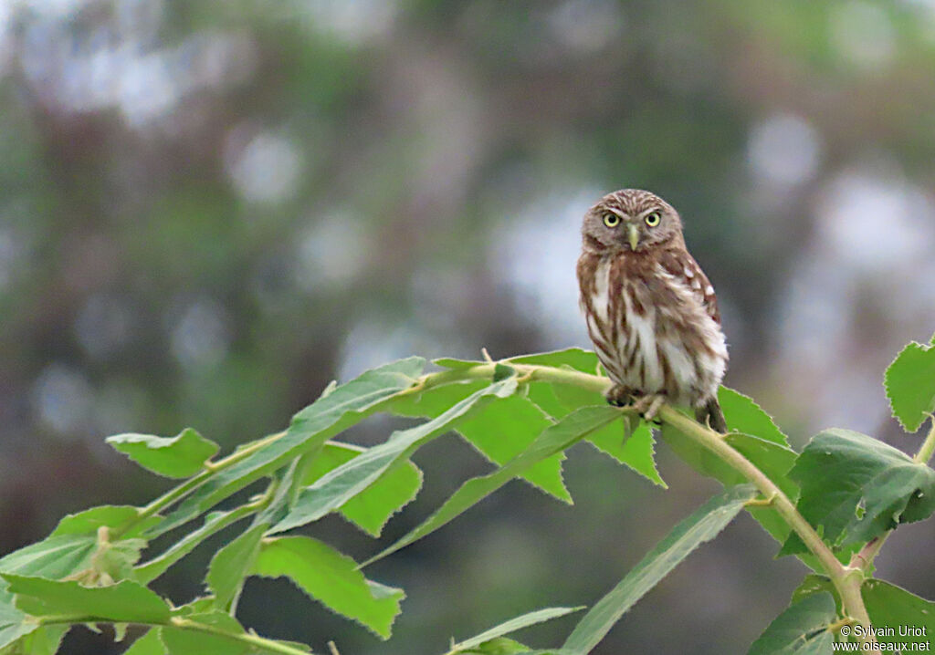 Pacific Pygmy Owladult