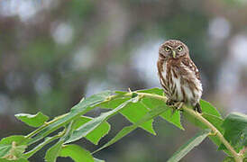 Pacific Pygmy Owl