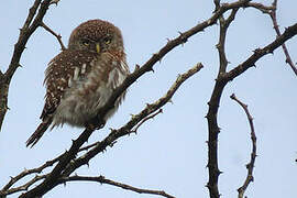 Pearl-spotted Owlet