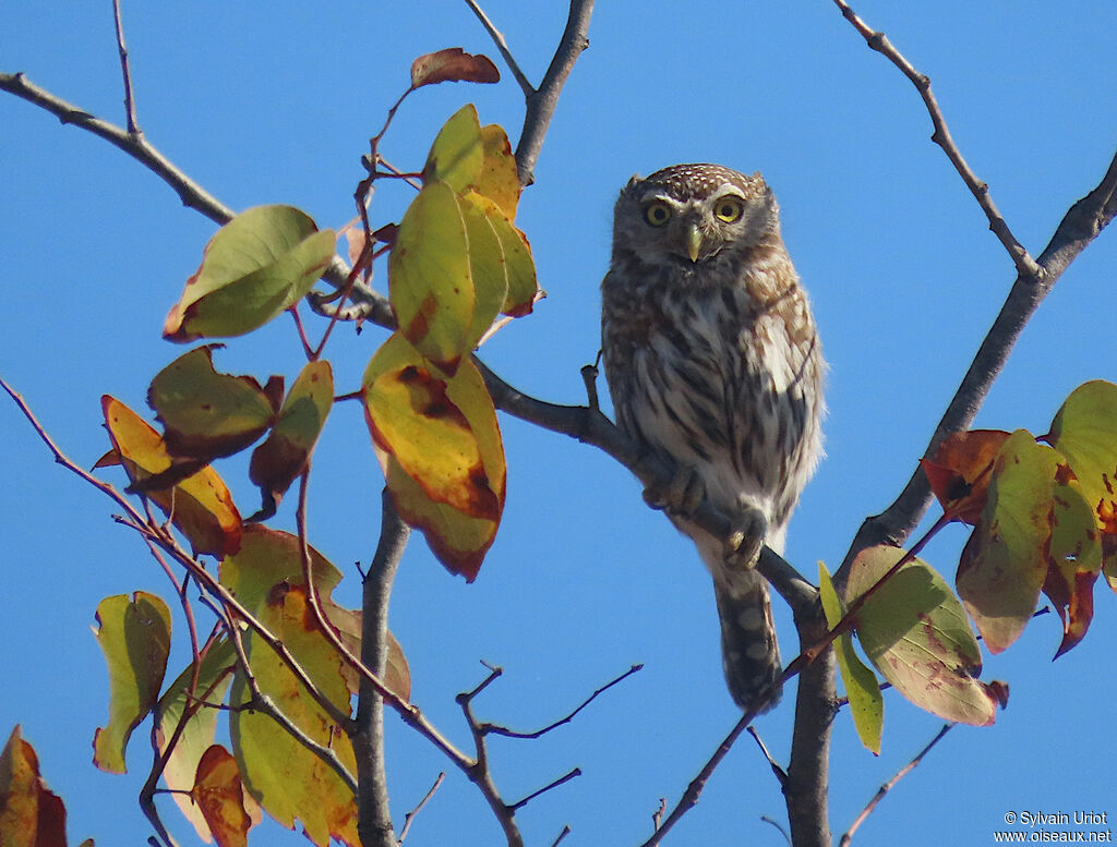 Pearl-spotted Owletadult