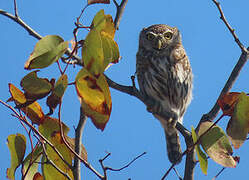 Pearl-spotted Owlet