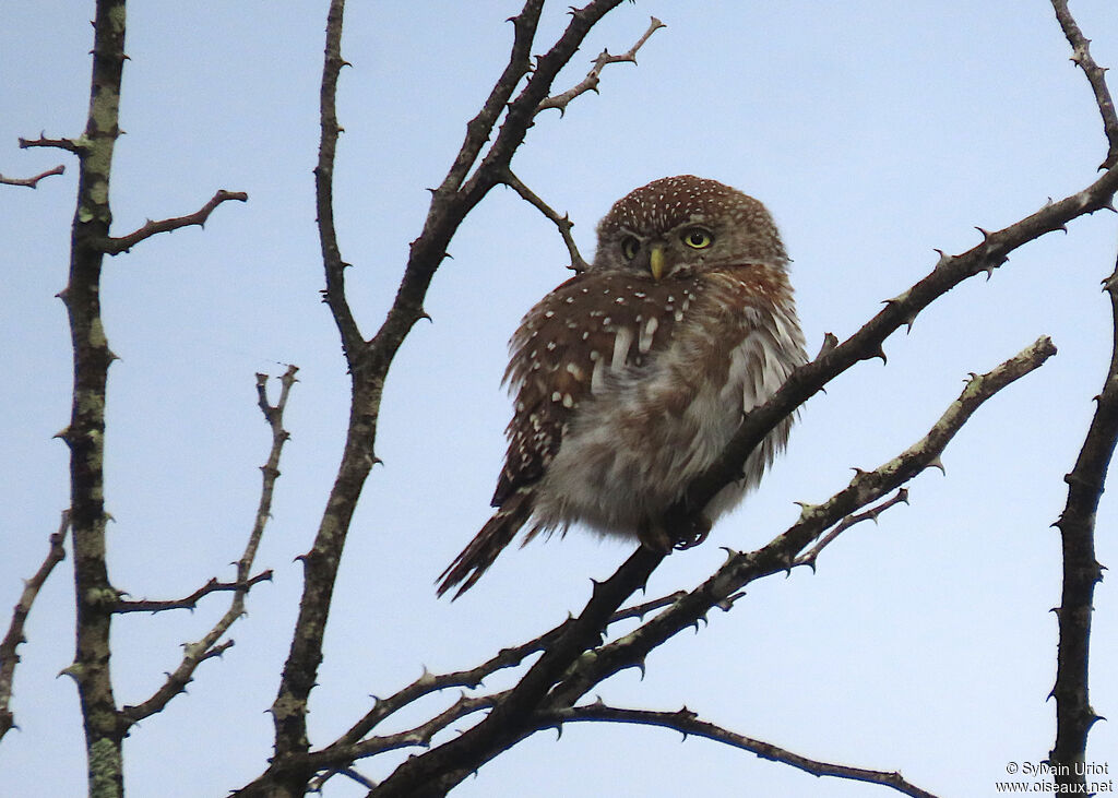 Pearl-spotted Owletadult