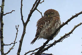 Pearl-spotted Owlet