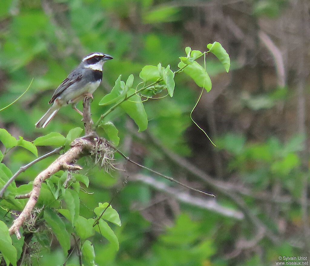 Collared Warbling Finchadult