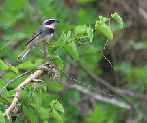 Collared Warbling Finch