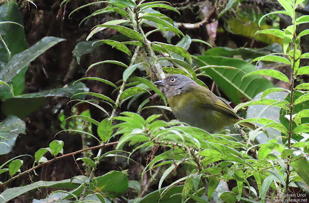 Common Chlorospingus