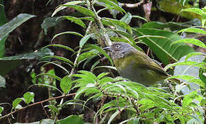 Common Bush Tanager