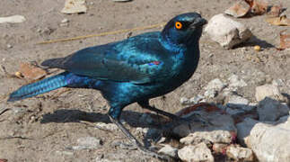 Cape Starling