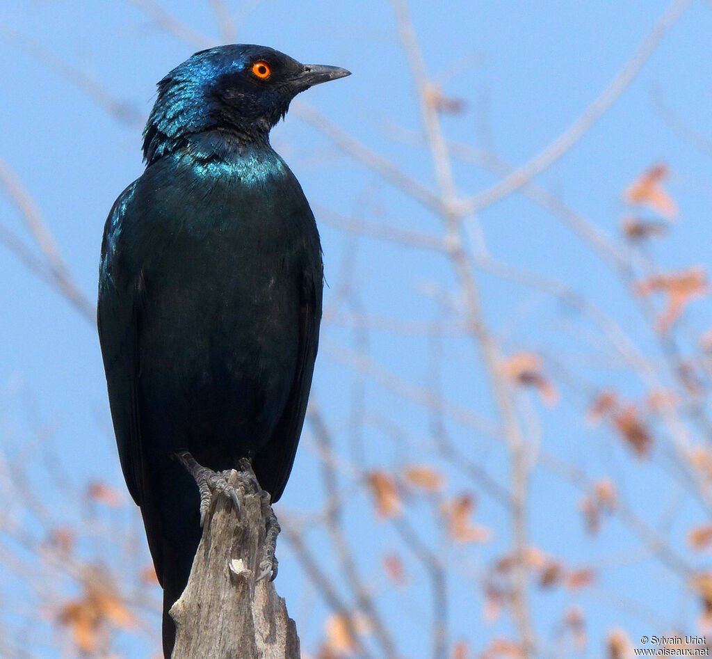 Cape Starling