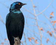 Cape Starling