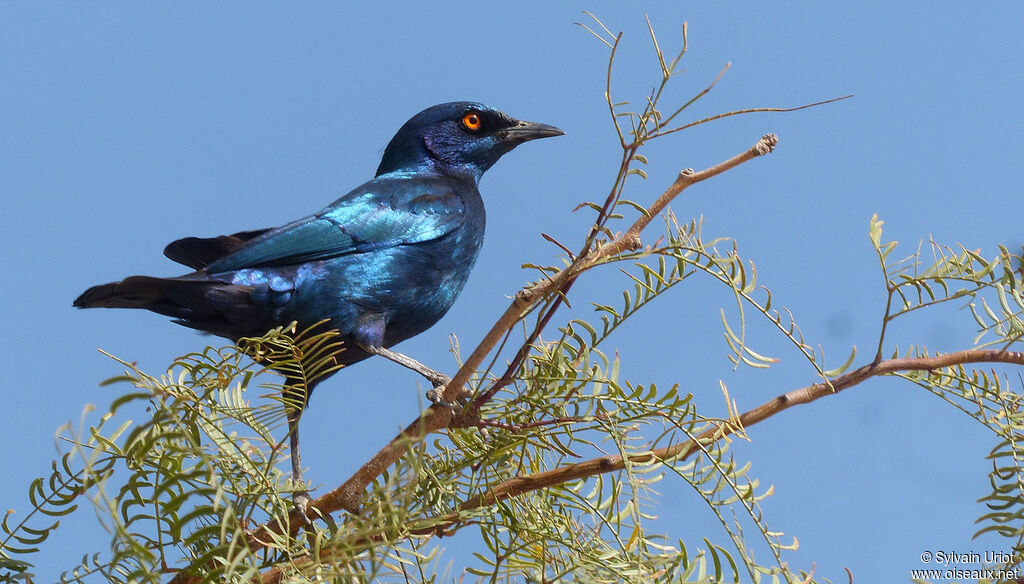 Cape Starling