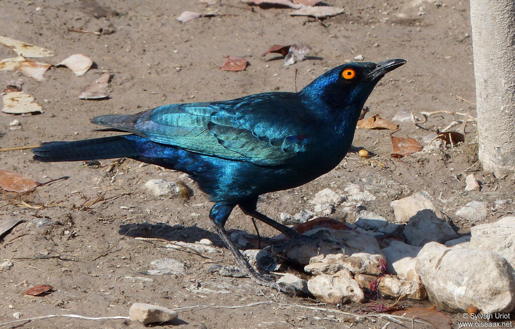 Cape Starling