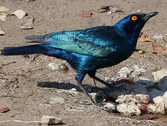 Cape Starling