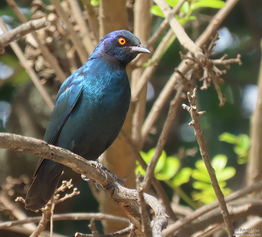 Choucador à épaulettes rougesadulte