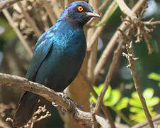 Cape Starling