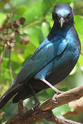 Cape Starling