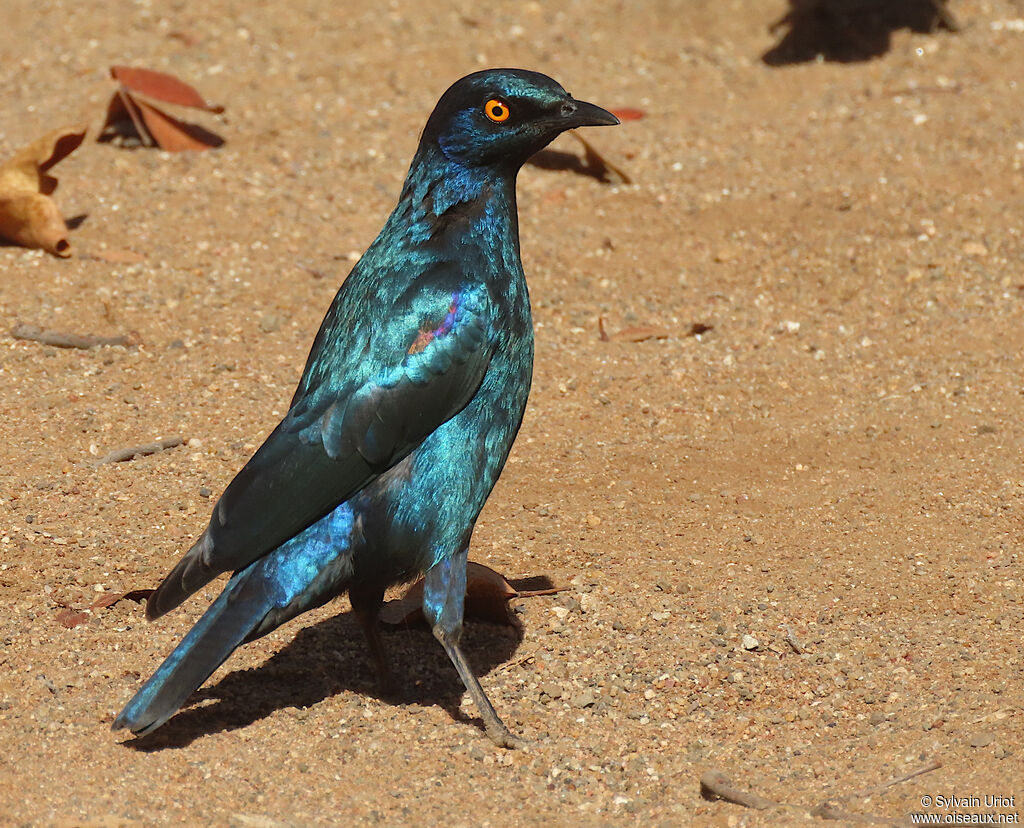 Choucador à épaulettes rougesadulte