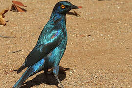 Cape Starling