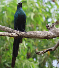 Choucador à longue queue