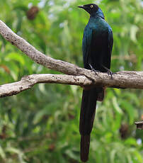 Choucador à longue queue