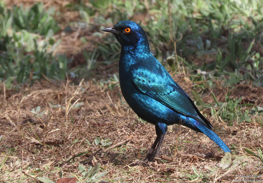 Choucador à oreillons bleusadulte