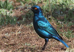 Greater Blue-eared Starling