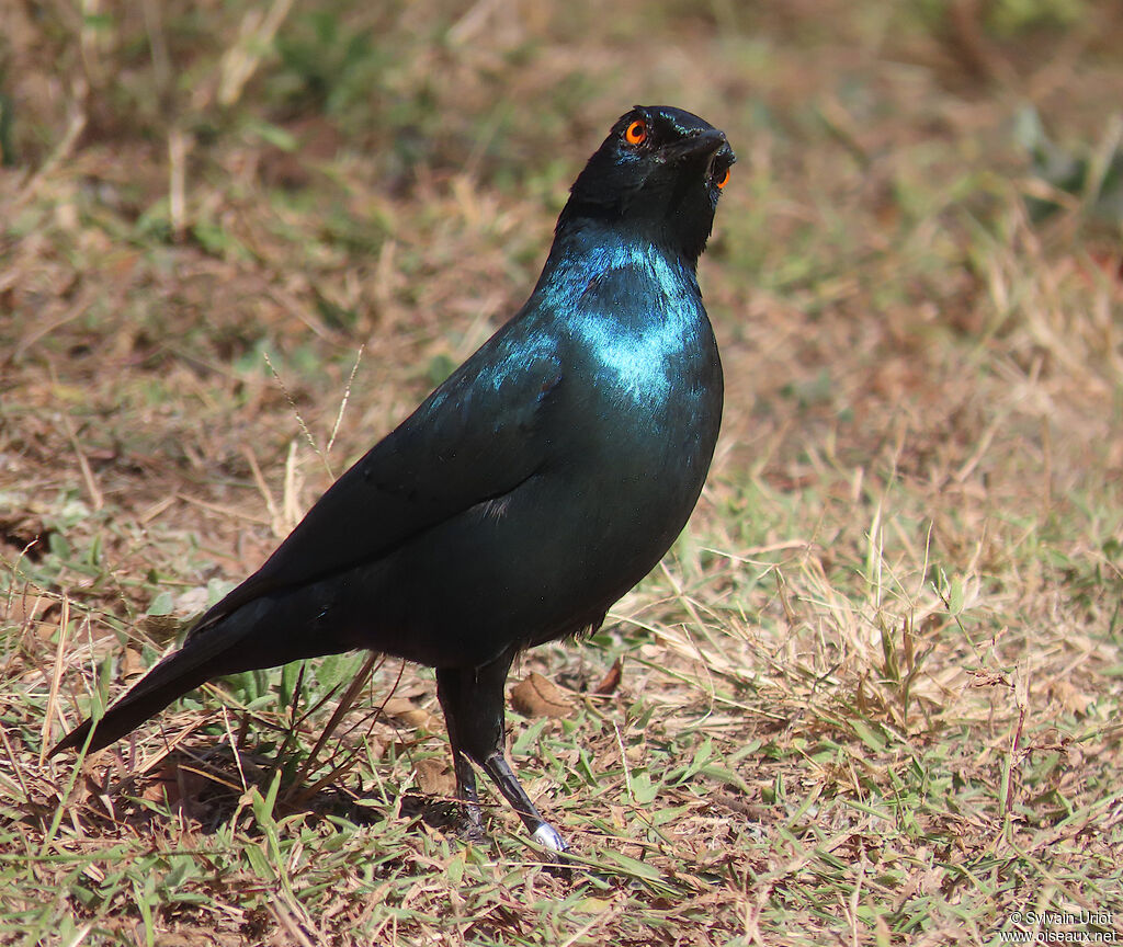 Greater Blue-eared Starlingadult