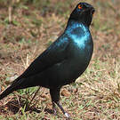 Choucador à oreillons bleus