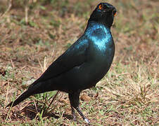 Greater Blue-eared Starling