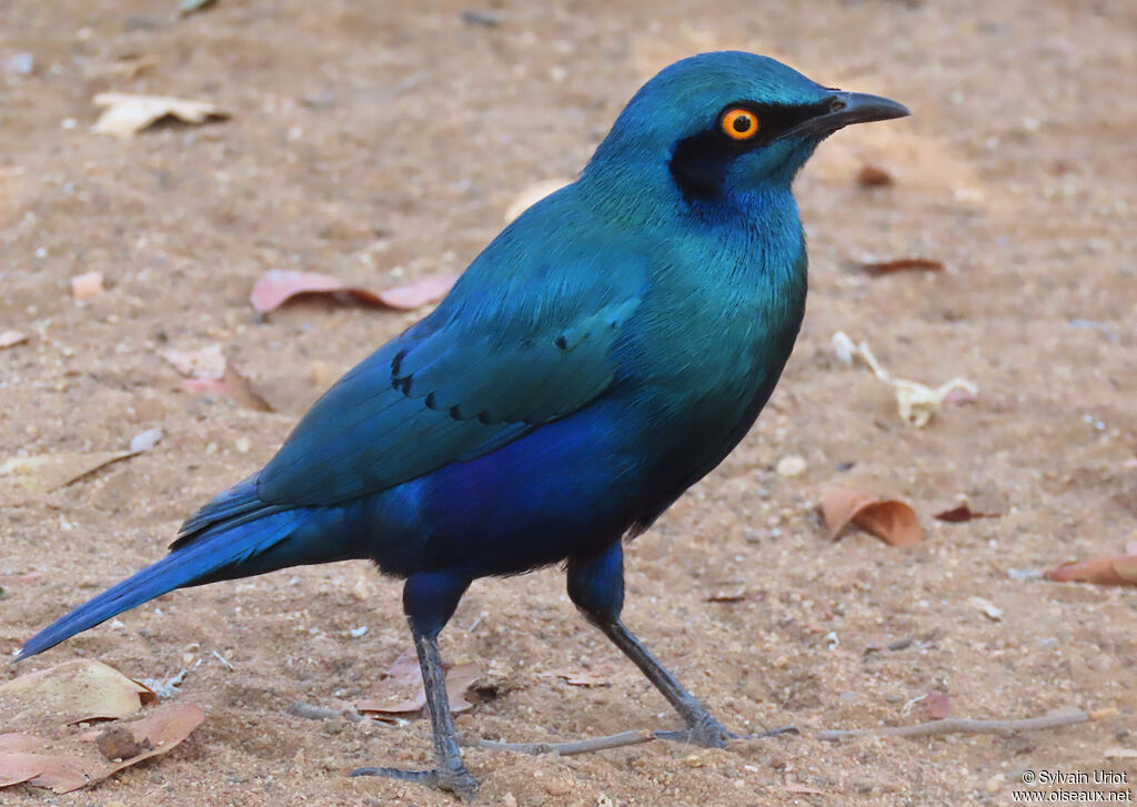 Greater Blue-eared Starlingadult