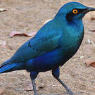 Choucador à oreillons bleus