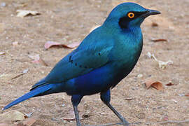 Greater Blue-eared Starling