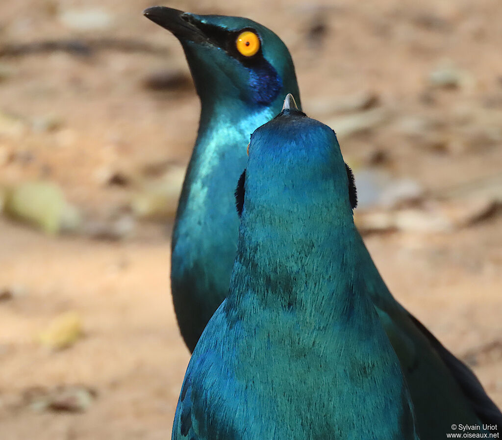 Greater Blue-eared Starlingadult