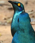 Greater Blue-eared Starling