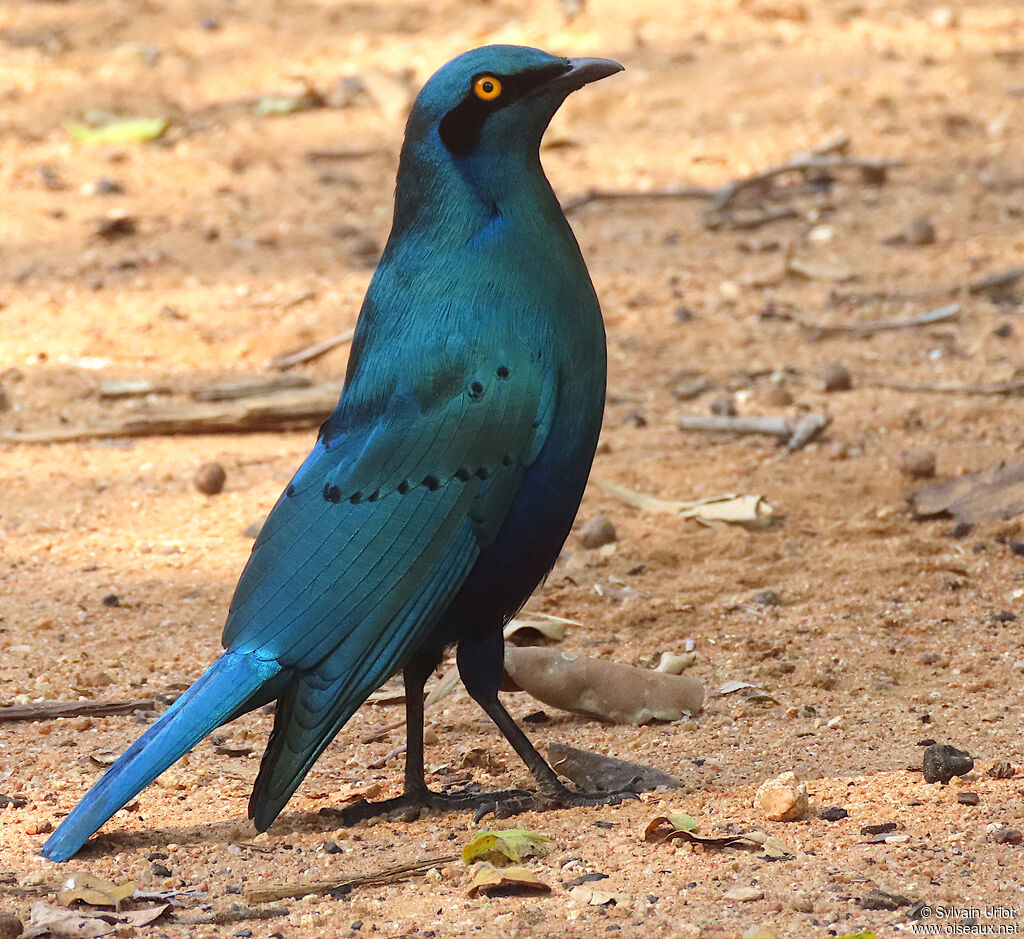 Greater Blue-eared Starlingadult