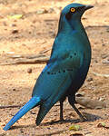 Choucador à oreillons bleus