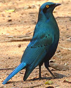 Greater Blue-eared Starling