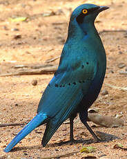 Choucador à oreillons bleus