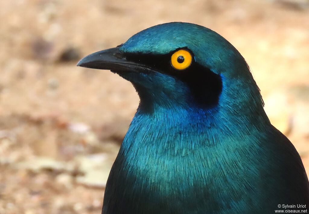 Greater Blue-eared Starlingadult