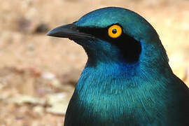 Greater Blue-eared Starling