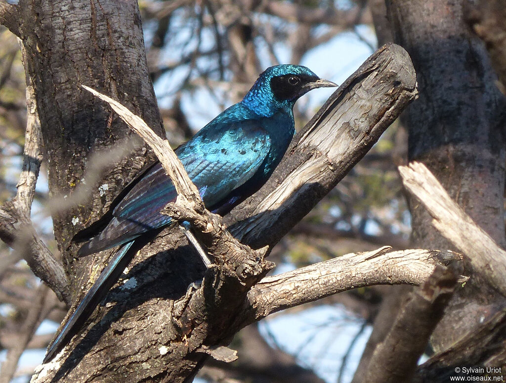 Burchell's Starling