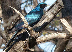 Burchell's Starling