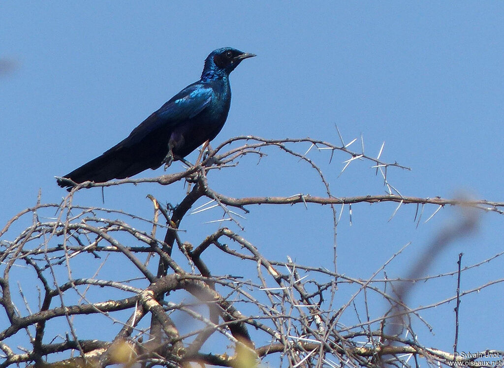 Burchell's Starling