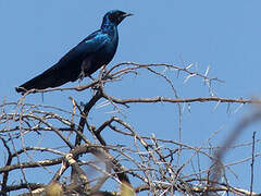 Burchell's Starling