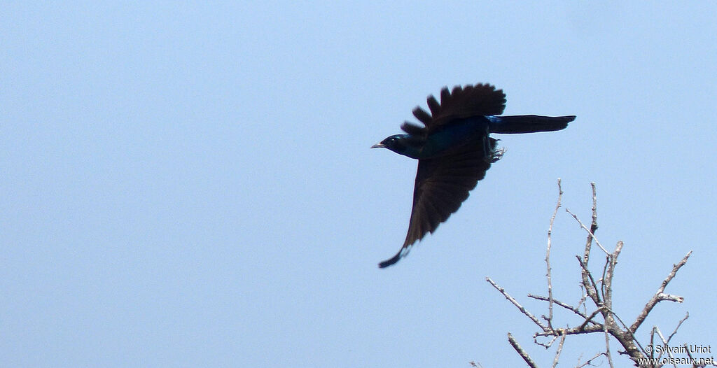 Burchell's Starling