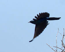 Burchell's Starling