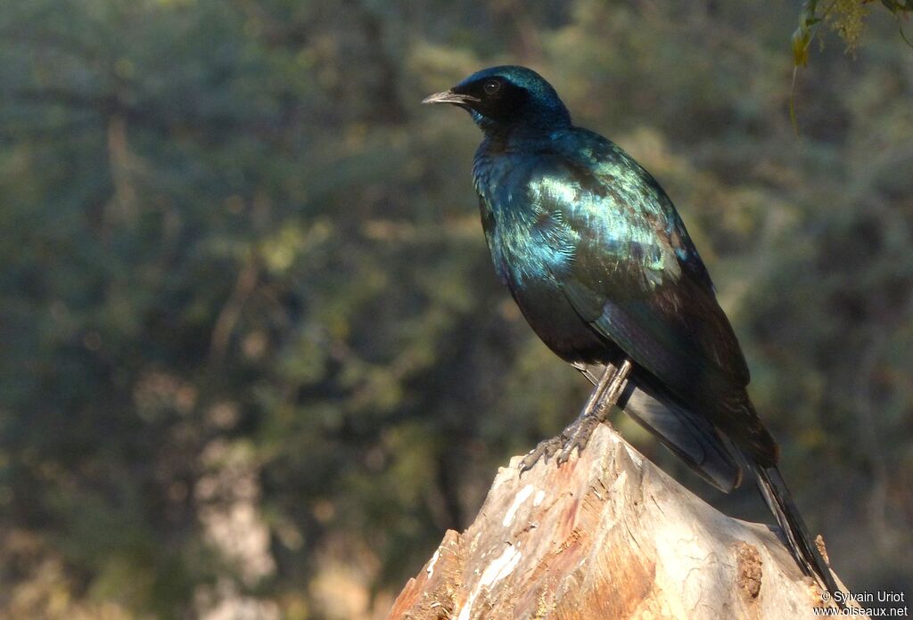 Burchell's Starling